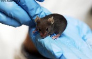 آیا می دانستید پروتئین موش میتواند مردان نابارور را نجات دهد ؟